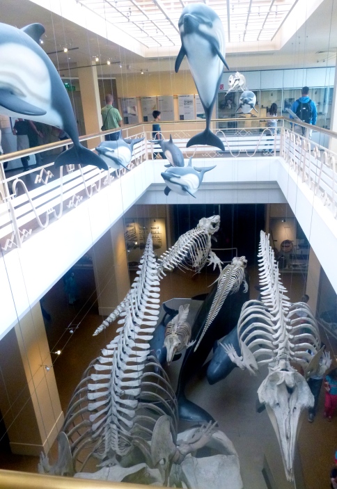 Nouvelle aile de la Grande galerie de l'évolution ? Non, Musée de la mer à Biarritz ! © JITMF