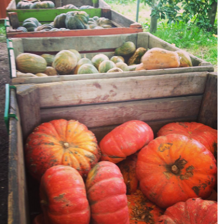Getting organic veggies (especially pumpkins) just outside of Paris at Gally. Instagram Maja Savic.